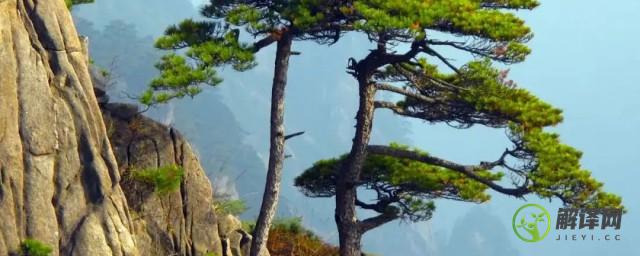黄山松的松树为什么长在石头上