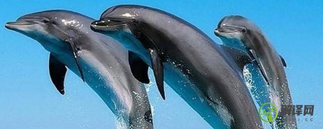 海豚的生殖方式(海豚的繁殖)