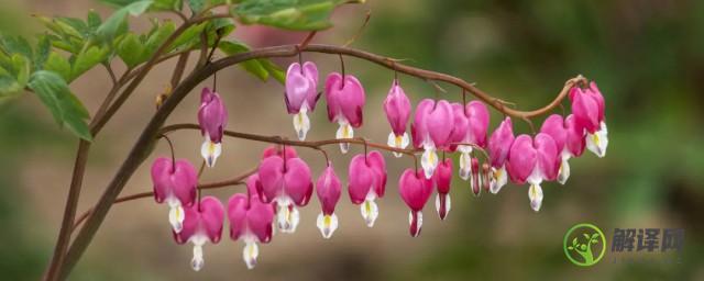 花像灯笼粉红色的植物是什么植物