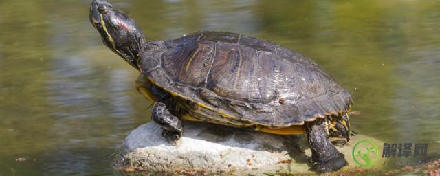 乌龟冬眠期间多长时间换一次水