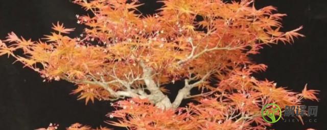 日本枫树的养殖方法(日本枫树种植)