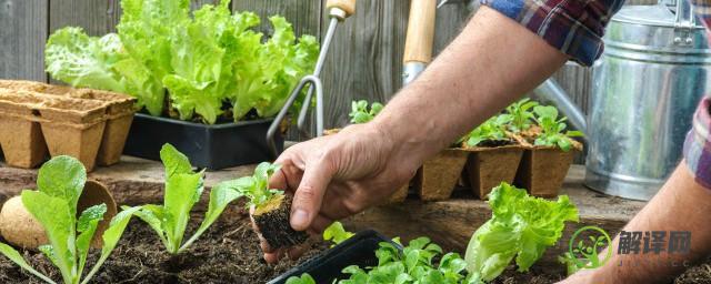 阳台小白菜的种植方法(阳台小白菜种植技术和管理)