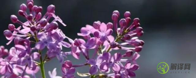 紫色丁香花的花语(紫丁香花的花语与象征)
