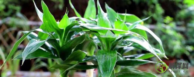 水培富贵竹可以用磷酸二氢钾吗