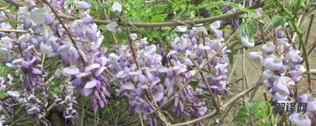 紫藤花什么季节开花什么时候凋谢