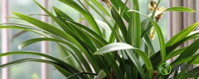 最受欢迎的兰科植物介绍(兰科兰属植物)