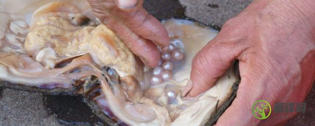 河蚌里的珍珠是怎么形成的(河蚌中的珍珠)