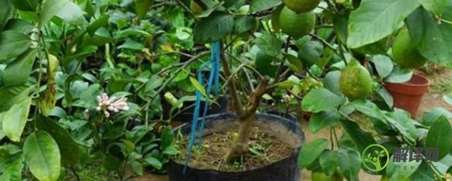 盆栽柠檬的种植方法(盆栽柠檬的种植方法和管理盆栽柠檬怎么养护)