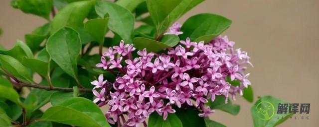 如何种植紫丁香盆栽(紫丁香花树怎么养怎么种)