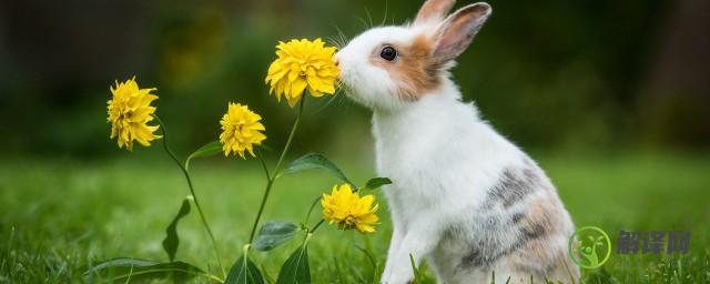 兔子讨厌什么气味(兔子最害怕什么味道)