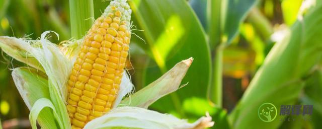 玉米是属于凉性的还是热性的(玉米属于凉性还是热性食物)