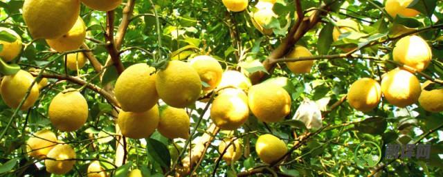 盆栽柠檬怎么管理(盆栽柠檬的养殖方法和注意事项)
