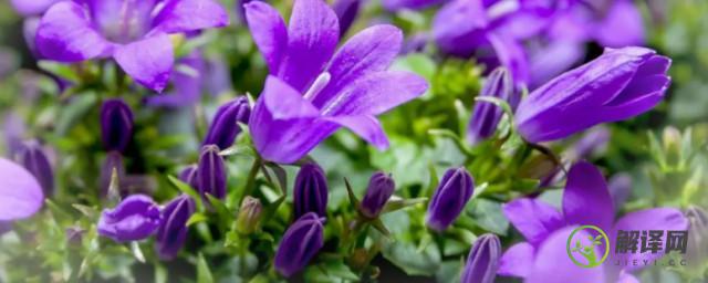 紫色桔梗花的花语(紫色桔梗花的花语和寓意是坚定自己的信念)