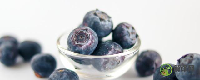 家养盆栽蓝莓该如何种植(蓝莓养殖和种植方法)