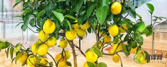 盆栽柠檬树用什么样的土种植最好
