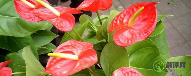 盆栽红掌一般在几月开花(红掌花几月份开花)