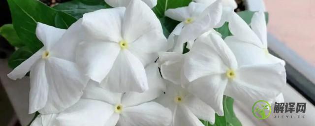 开白花的盆栽是什么花(开白花的花卉)