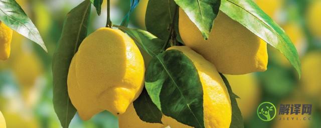 盆栽柠檬树怎么养长得好