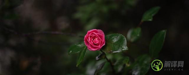 玫瑰花盆栽可以放在室内吗(玫瑰花室内可以栽种吗)