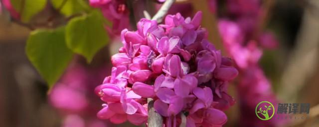 紫金花和紫荆花区别(紫荆花和洋紫荆花的区别)