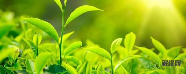 茶树是裸子植物还是被子植物(茶是裸子植物吗)