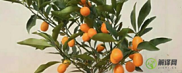 盆栽橘子树带刺是怎么回事(橘子树上面带刺是什么原因)