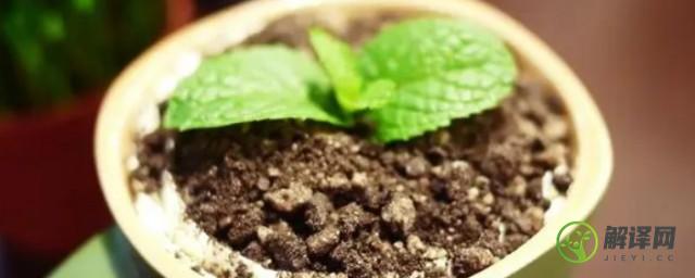 怎么种植咖啡苗盆栽(咖啡豆盆栽怎么种植)