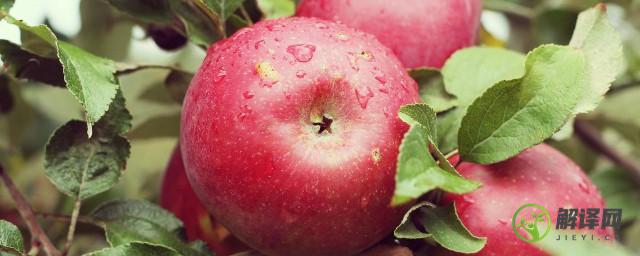为什么苹果煮熟后营养价值更高