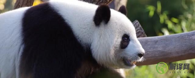 大熊猫是哪个科的动物(大熊猫是熊科动物还是猫科动物)