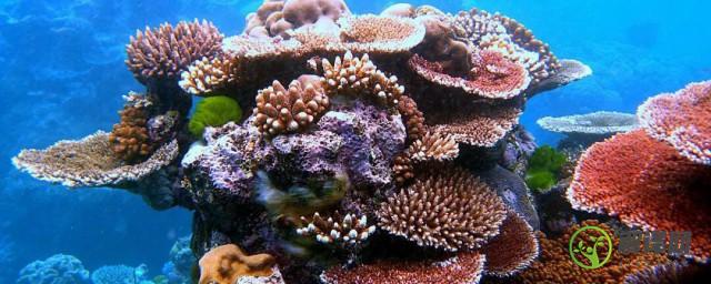 珊瑚为什么是动物(珊瑚为什么是动物呀听不明白)