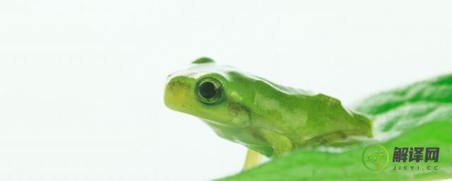 青蛙眼睛发明了什么及作用(青蛙的眼睛有什么特点科学家受此启发发明了什么)