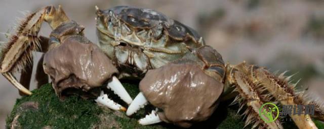 钳子上有毛的螃蟹叫什么螃蟹(钳子上有毛的螃蟹是什么螃蟹)