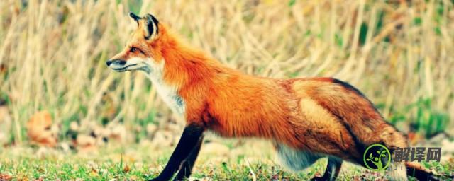 狐狸属于什么科动物(狐狸属于什么科什么属)