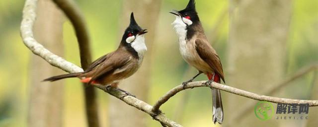 红耳鹎是保护动物吗(红嘴椋鸟是国家保护动物吗)