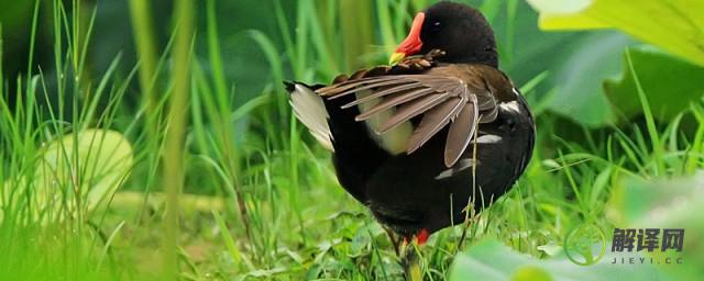 黑水鸡是几级保护动物(黑毛水鸡是几级保护动物)
