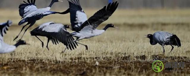 黑颈鹤是几级保护动物(黑颈鹤白鹤属于几级保护动物)