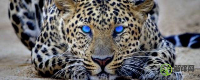 金钱豹是几级保护动物(金钱豹属于我国的几级保护动物)