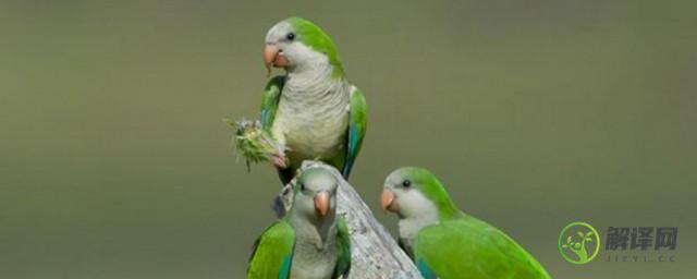 蓝和尚鹦鹉是国家保护动物吗(蓝黄金刚鹦鹉是国家保护动物吗)