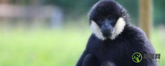 黑冠长臂猿是我国的国家一级保护动物吗