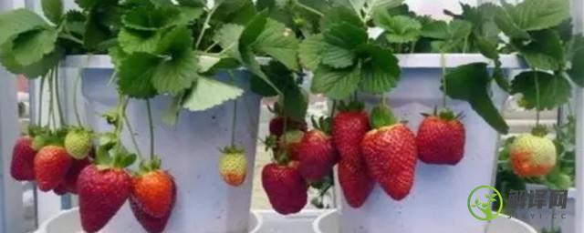 种植草莓需要什么条件(草莓要怎么样种植)