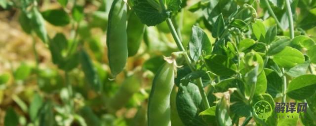 豌豆种植方法是什么(豌豆种植技术)