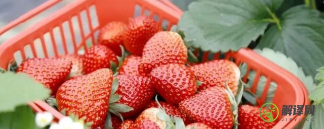 12月份草莓是反季水果吗(12月草莓是应季水果吗)