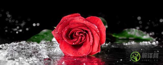 11朵红玫瑰花语是什么(11朵红色玫瑰花花语是什么?)