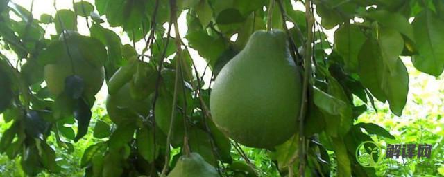 柚子树的种植技术有哪些(柚子树苗如何种植)