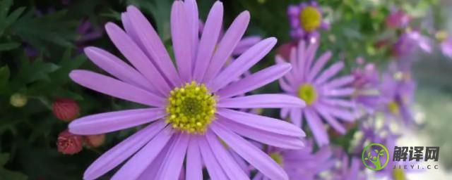 紫色雏菊的花语是什么(紫粉色雏菊的花语)