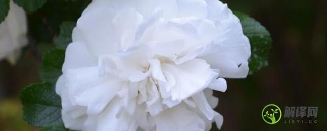 9朵白玫瑰的花语是什么(白玫瑰花语19朵花语)