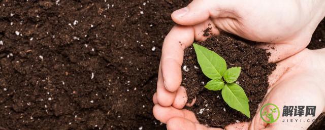 营养土的正确使用技巧(营养土和普通土怎么用)