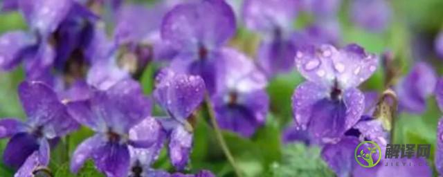 紫罗兰怎么繁殖(紫罗兰怎样栽培和繁殖)