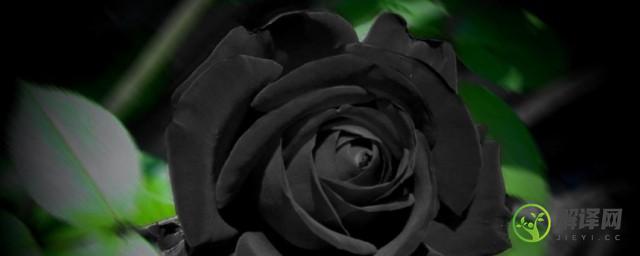 送黑玫瑰代表什么意思(送女生黑玫瑰)