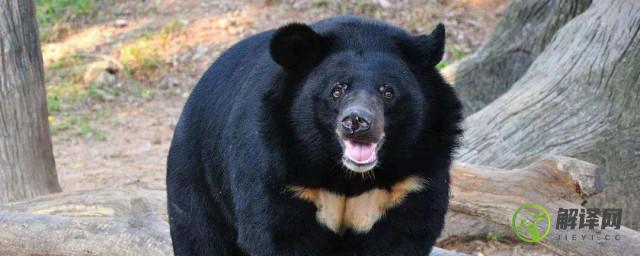 亚洲黑熊几级保护动物(亚洲黑熊是什么动物)